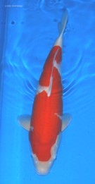 20 inches (135 x 261).jpg